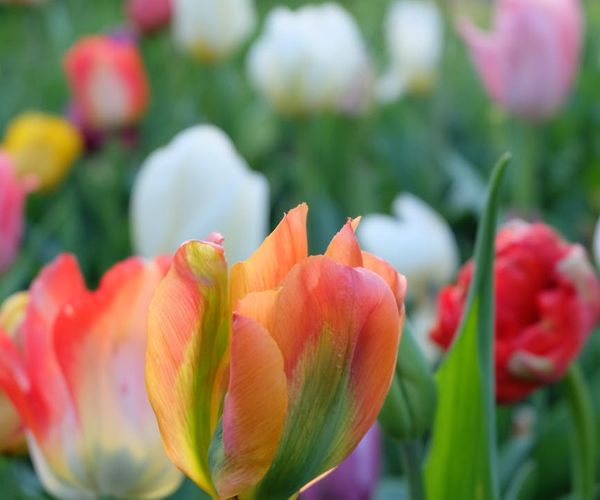A calendar with a day marked with a kiwi green checkmark.